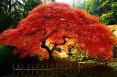 Crimson Queen Weeping LACE Leaf Japanese Maple - Acer palmatum dissectum 'Crimson Queen' 2 - Year Plant