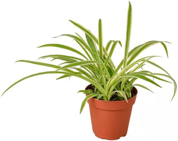 Generic Spider Plant - Easy Grow/Cleans The Air - 4in Pot Live Plant BSBD, green white