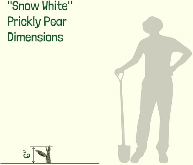 Cactus Outlet - Snow White Prickly Pear Cactus Plants Live - Live Cactus Plants - Snow White Cactus - Prickly Pear Plant Live - Landscape Ready Cactus Plants Live Delivered Right to Your Door