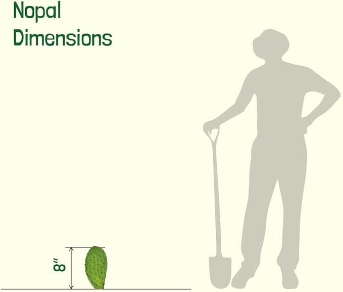 Cactus Outlet - Nopal Prickly Pear Cactus Plants Live - Live Cactus Plants - Nopal Cactus Plant Live - Prickly Pear Plant Live - Landscape Ready Cactus Plants Live Delivered Right to Your Door