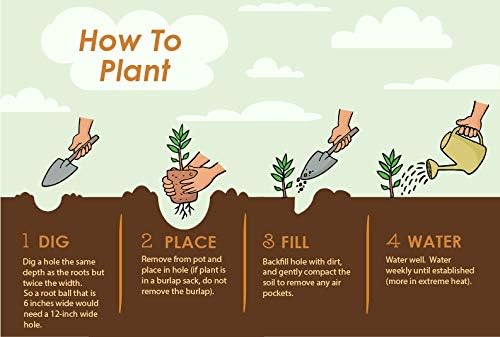 Brighter Blooms - Thuja Green Giant, 1-2 Feet - Live Plant - No Shipping to AK, AZ, HI, OR