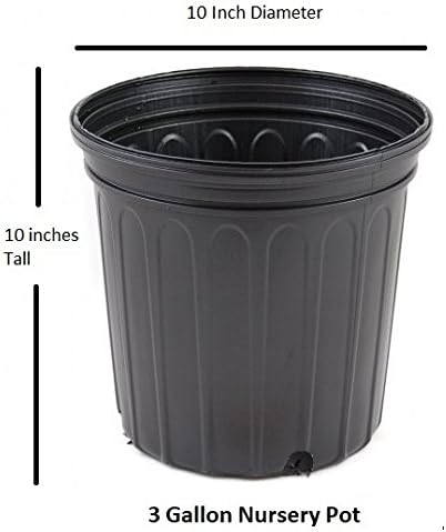 Banana Shrub (Michelia figo) - Live Plant - 3 Gallon Pot