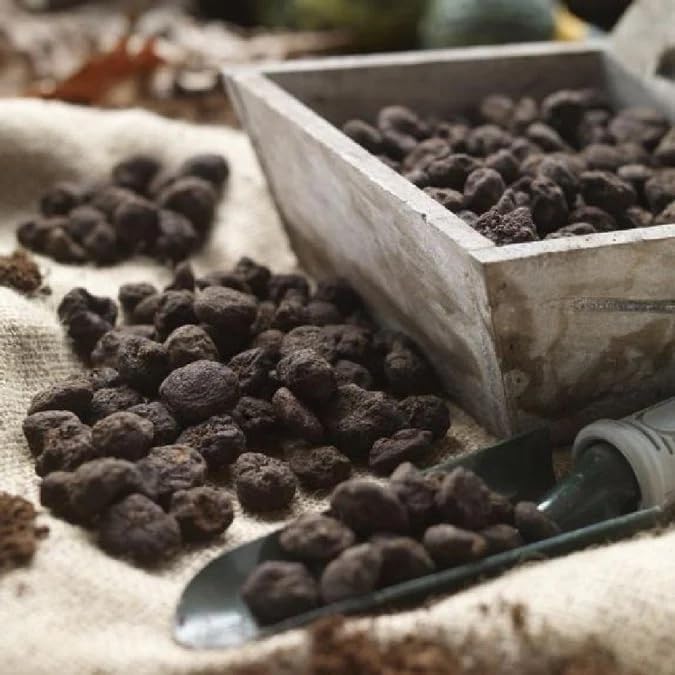 Anemone Blanda Mix Bulbs for Planting - Perennial, Attracts Bees & Showy Flowers | Blooms in Mid Spring, Easy to Grow & Maintain (25 Pack)