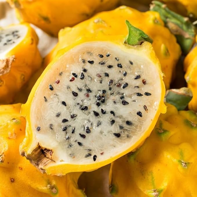 Dragon Fruit Yellow Dragon (4 Pack) | Real Live Fruit Plants for Sale | Rare Exotic Variety | Sweet Edible Fruit | Easy to Grow Live Plants for Organic Gardens