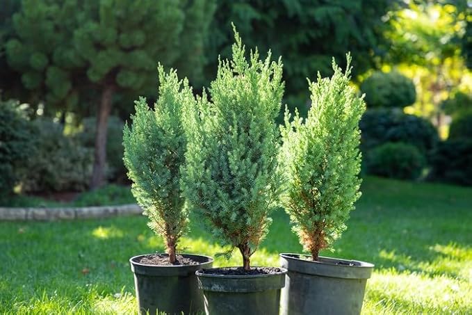 Premium Juniper Potting Soil Mix - Perfect Balance of Nutrients, Drainage, and Aeration for Healthy Juniper Trees - 2 Quart