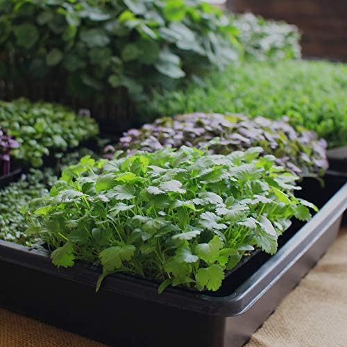 Minute Soil Bulk Coconut Coir Block 2-Pack – OMRI Listed for Organic Use – Compressed Growing Medium Expands with Water – Indoor & Outdoor Gardening Soil Alternative