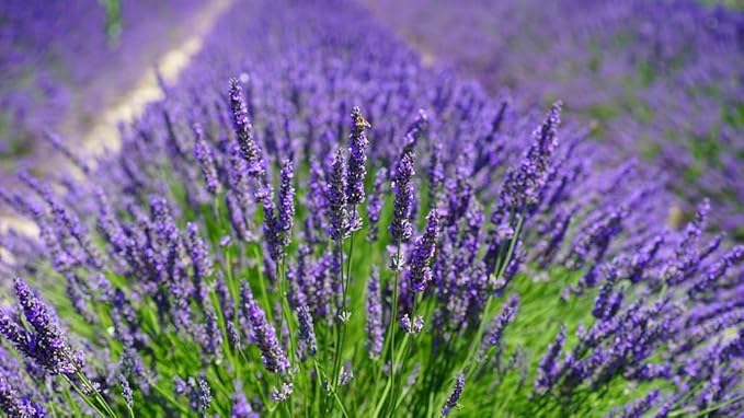 Organic Lavender Soil Blend - Enhance The Beauty and Aroma of Your Garden - 20 QUARTS