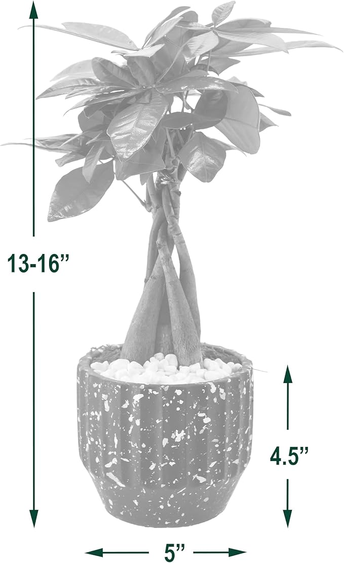 Arcadia Garden Products LV47 Money Tree, Live Indoor Plant in Speckled Splash Ceramic Planter for Home, Work, or Gift, White