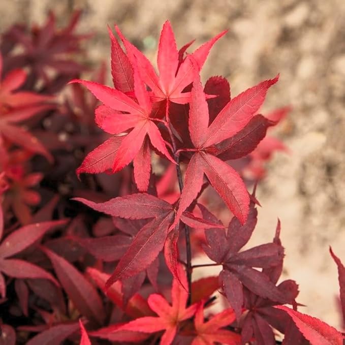 Little Red Dwarf Japanese Maple- Brick Red Leaves on a Tight Compact Maple 2 - Year Live Plant