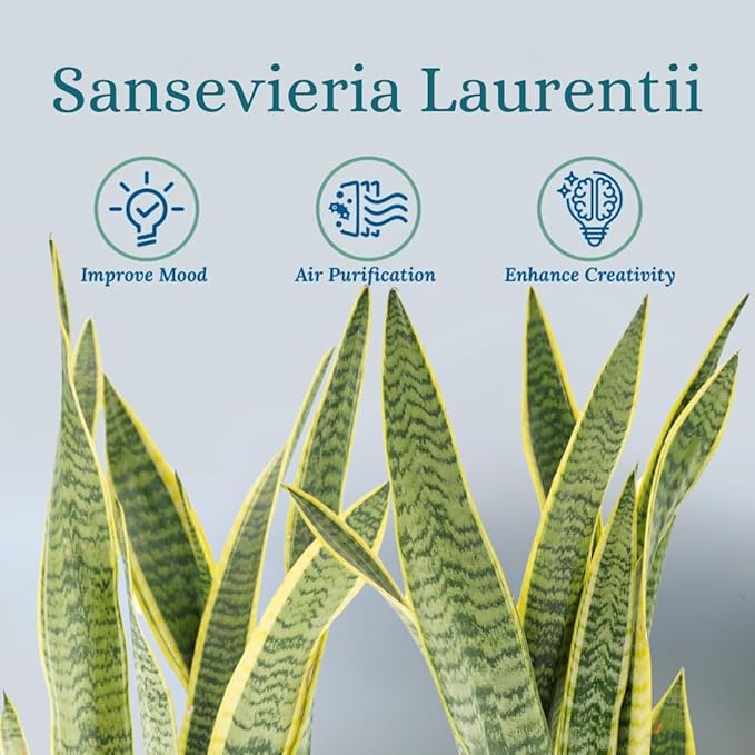 Snake Plant Live Plants - Low Light Indoor Plants - Sansevieria for Home or Office - Low Maintenance Plants Live Houseplants - Air Purifying House Plants