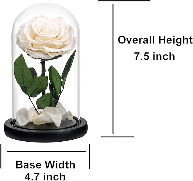 Preserved Flowers White Roses in Glass Dome, Preserved Rose Never Withered Flower Gifts for Her, Mother's Day, Birthday Gifts for Women