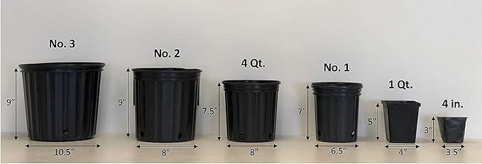 Perennial Farm Anemone x Hybrida 'September Charm' – Live Windflower in #1 Container, Single Soft Pink Blooms, Long Blooming, Deer Resistant, Ideal for Borders, Shade & Pollinator Gardens