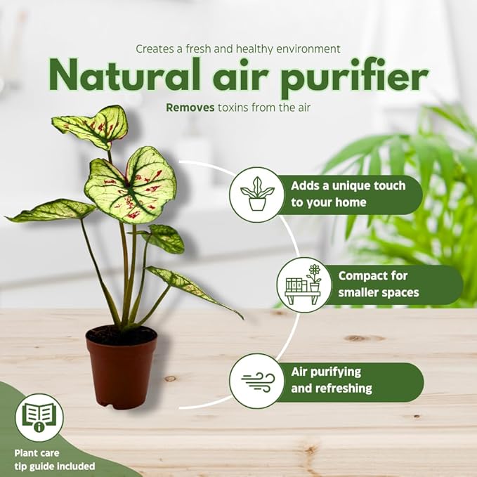 BubbleBlooms Caladium Assortment in 2 inch Pots Set of 3