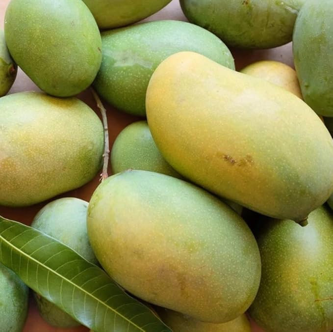 Mallika Mango Tree Live Plant for Planting – 3 to 4 Feet Tall in 3 Gallon Pot – Sweet Tropical Fruit Tree – No Ship to CA