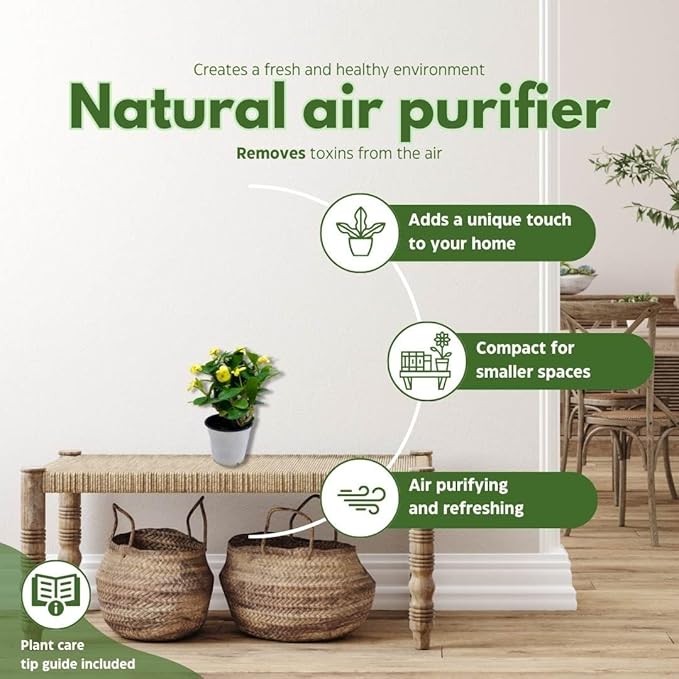 BubbleBlooms Crown of Thorns, Euphorbia milii Assortment, Set of 3 in 4 inch pots, Crown-of-Thorns Plant, Christ Thorn