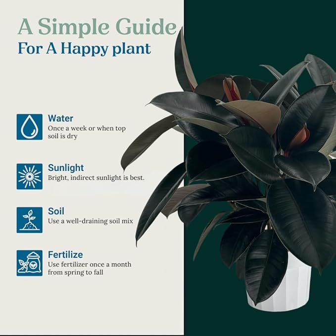 Rubber Tree Live House Plant - Large Indoor Air Purifier Plant - Dark Shiny Petals - Indoor Plants Live Houseplants for Room Decor - Elegant Ficus Burgundy Live House Plants