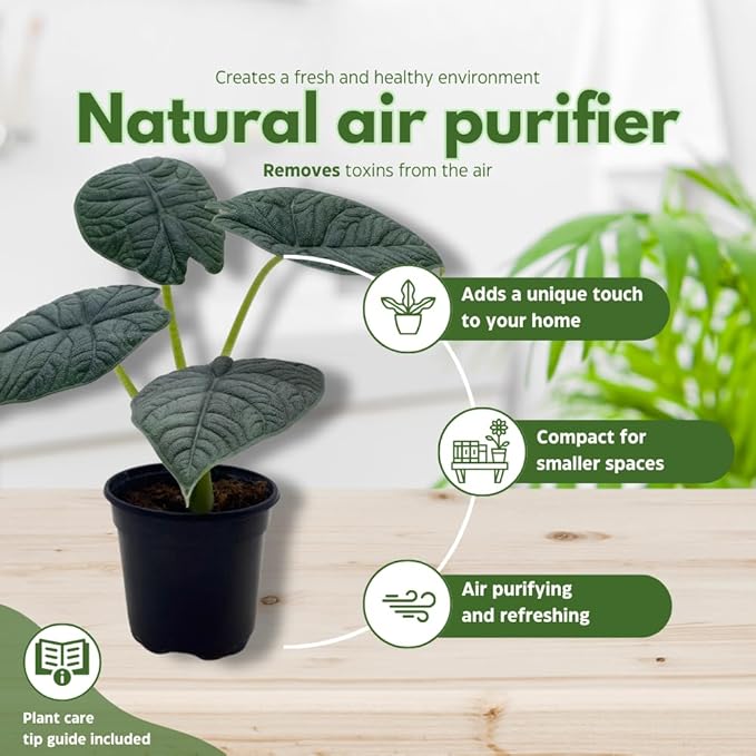 BubbleBlooms Alocasia Assortment Set, 6 Different Alocasias in 4 inch pots Grower's Choice