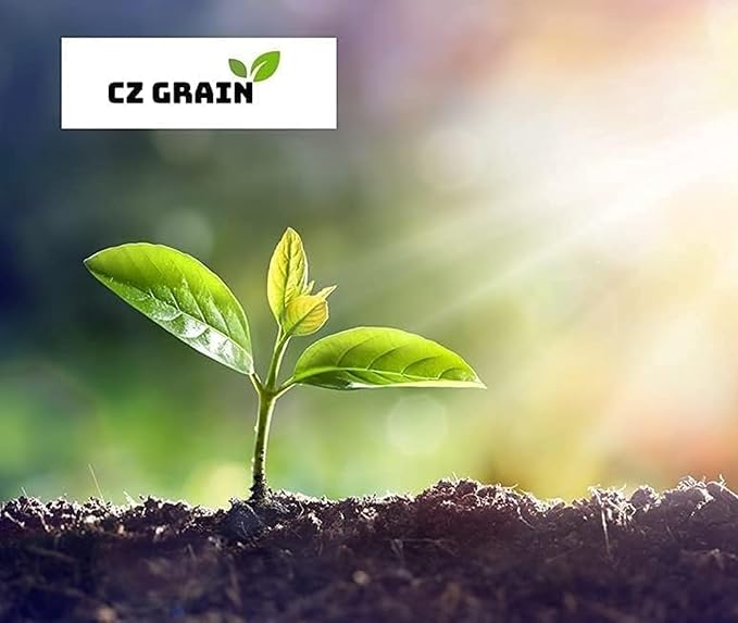 Purple Ranunculus Bulbs for Planting - Stunning Color and Long Lasting Blooms, Easy to Grow (5 Bulbs)