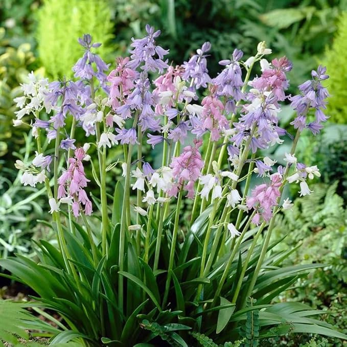 Spanish Bluebell Mixture - Perennial Spanish Bluebells (Wood Hyacinth) Bulbs for Planting | Spring Flowering Bulbs, Bell Shaped Flowers - Easy to Grow (12 Pack)