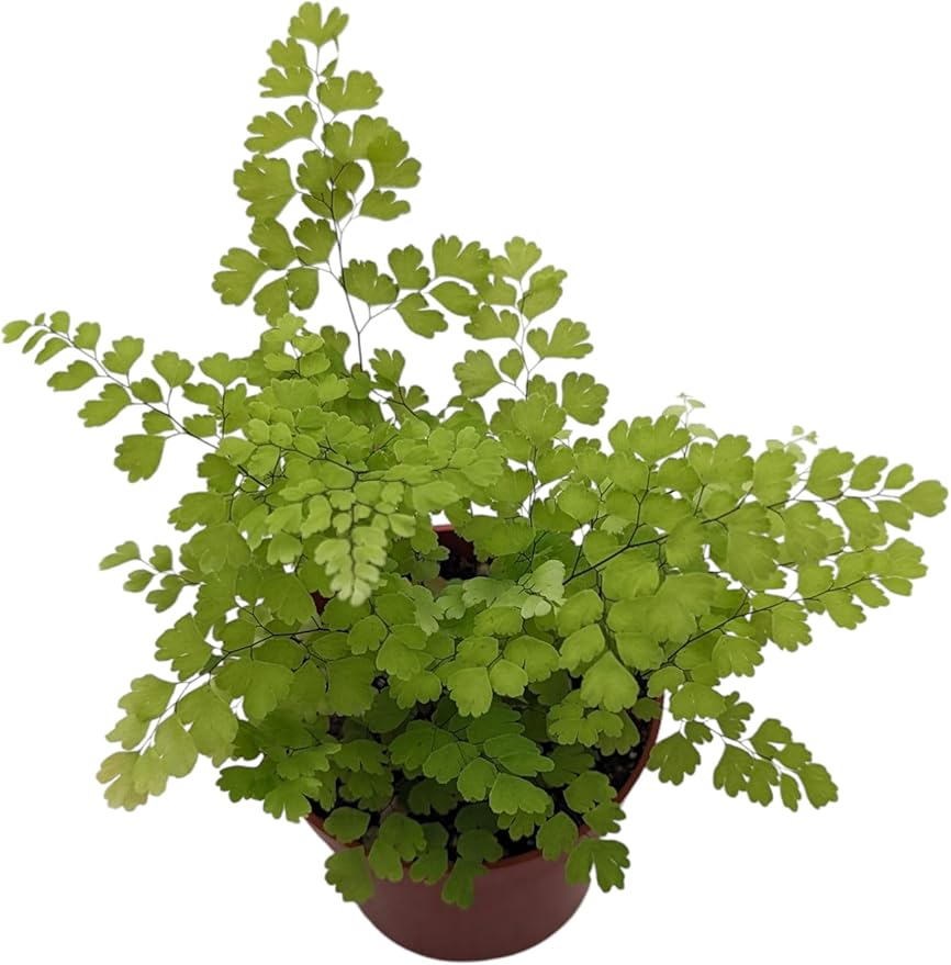 Live Maidenhair Fern Indoor Plant, 4 inch Pot, Delicate Green Foliage