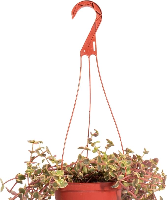 Shop Succulents Calico Kitten Hanging Succulent, Crassula Pellucida Variegata, Fully Rooted Live 6" Succulent Plant with Hanger, Low Maintenance Indoor Plant, Trailing Succulents, Gift & Garden