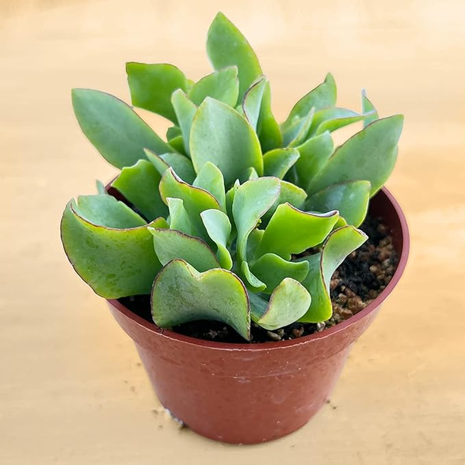 Live Succulents Ripple Jade (4-inch), Succulent Plants Fully Rooted in Pots with Soil, Easy-Care House Plant for DIY, Home Office Decor, Wedding Party Favor