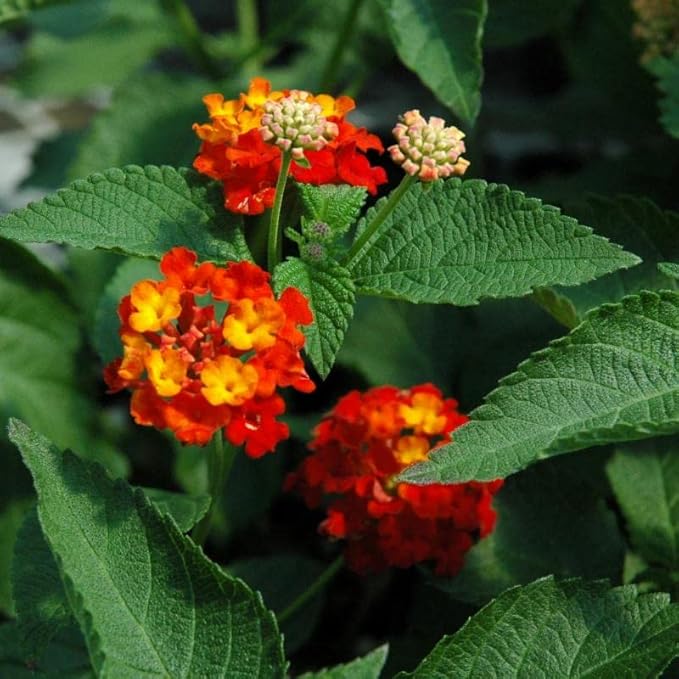 Lantana Plants Live - Dallas Red Pack of 3 Lantana Live Plants for Planting - 4-6 Inches Tall - Attracts Butterflies, Perfect for Containers, Low Maintenance