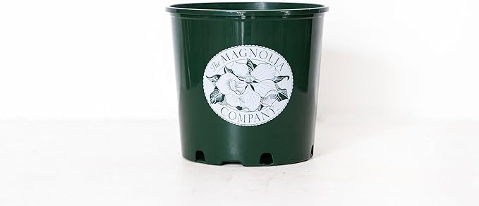 Fairy Magnolia Tree Fragrant Blush Flowering Evergreen Shrub for Landscaping, Hedges and Gardens, Fast Growing Outdoor Plant, Spring Blooming Magnolia for Gardeners, Can't Ship to AK, CA, HI, PR