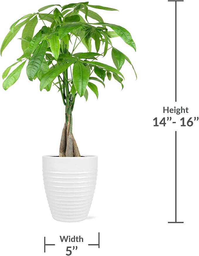 Green Circle Growers 5" Money Tree in White Floramx Pot, Live Indoor Plants, House Plant
