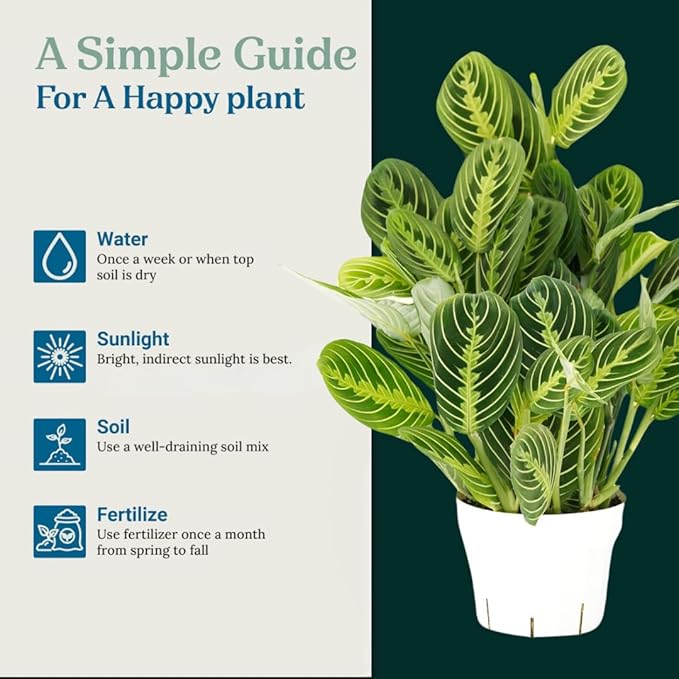 Lemon Lime Maranta Live Plant -Indoor House Plant - Prayer Plant - Low Light Houseplants - Plants Live Houseplants Low Maintenance - 6" Pot