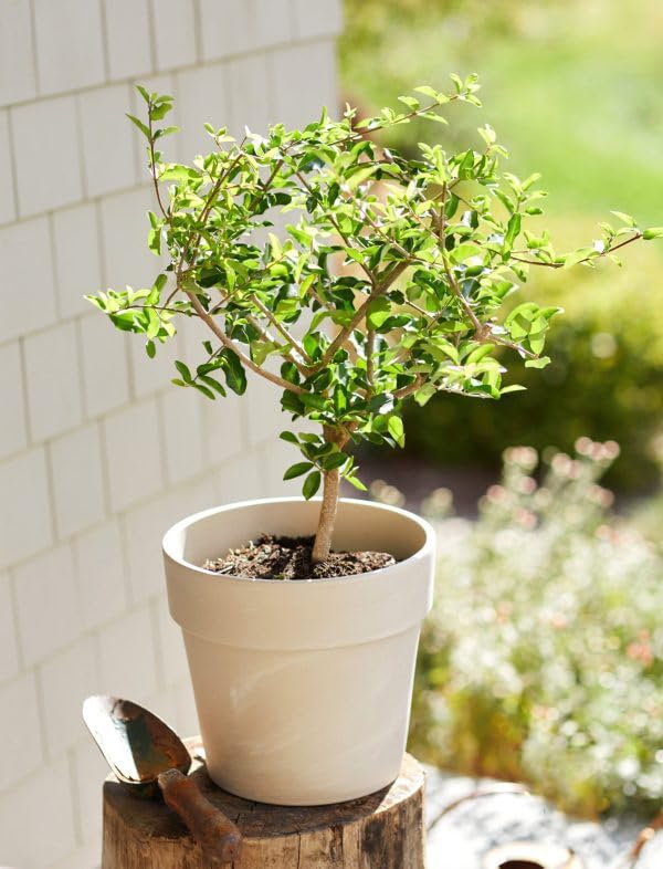 American Plant Exchange Cherry Tree ‘Barbados’ – Live Tropical Fruit Tree, 1-Gallon Pot, Cold Sensitive, Edible Red Fruit for Containers, Patios, and Outdoor Landscapes in Warm Climates