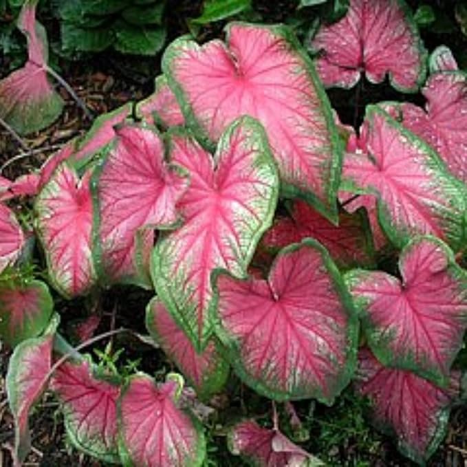 2 Caladium Plants Live for Planting, 4 to 6 Inc Tall, Caladium Live Plants Garden, 4 Inc Potted (Pink)