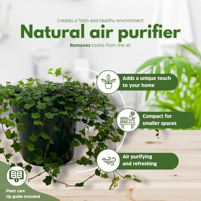 BubbleBlooms String of Frogs in a 4 inch Pot Ficus pumila Quercifolia, Oakleaf Creeping fig