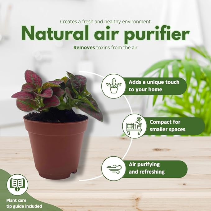 BubbleBlooms Red Hypoestes phyllostachya 2 inch Set of 3 Flamingo Polka Dot Plant Tiny Mini Pixie Plants