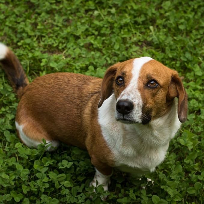 Flawn Seed Kits 5 Lbs Micro Clover Seed, Organic Coated, Eco-Friendly, Low Growing, Low Maintenance, Lawn Alternative, Kraft Zipper Pouch, Covers up to 18,000 Sqft