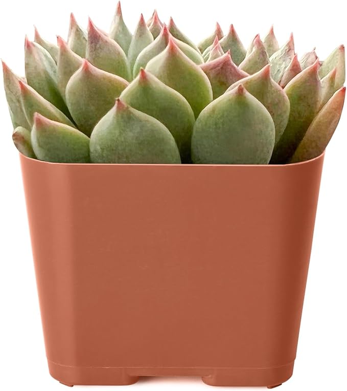 2" Rare Succulent Echeveria Olivia, Live Succulents Plants Fully Rooted in Grower Pots, Unique Gift for Wedding Favor, Party Favor