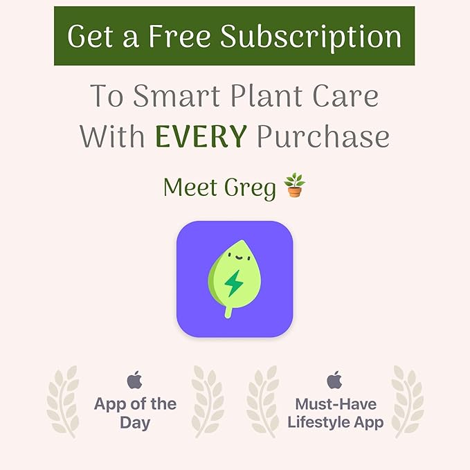 American Plant Exchange Snake Plant – Large 10-Inch Pot Yellow Sansevieria Laurentii, 2-3ft Tall, Low-Maintenance, Air-Purifying Live Houseplant for Home, Office, or Outdoor Patio Garden Décor