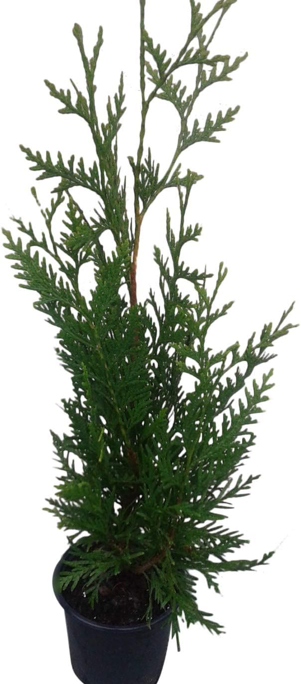 Thuja Evergreen Shrub, Green Giant Arborvitae, Quart Pot