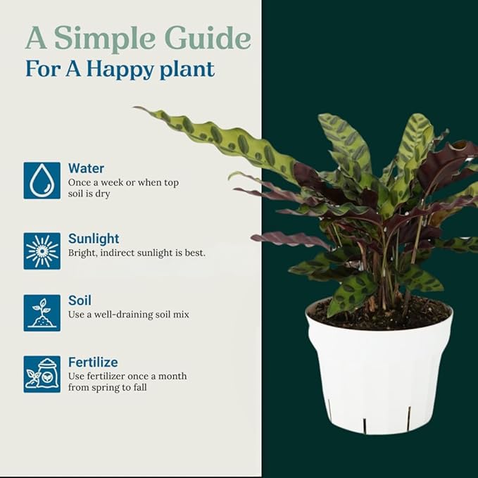 Rattlesnake Calathea Live Plant - Air Purifier, Colorful House Plant, Ideal for Home Decor - Calathea Rattlesnake for Indoor Plants, Calathea Lancifolia Prayer Plant (Large Calathea Rattlesnake)