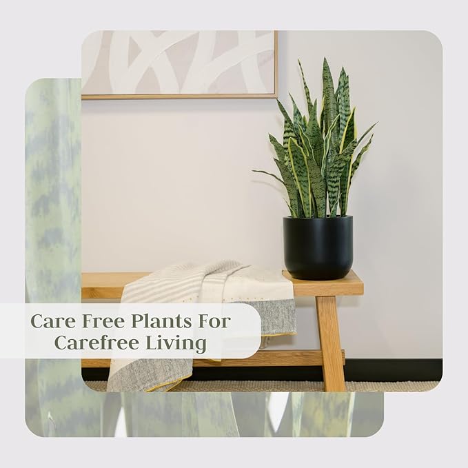 Faux Snake Plant, Premium Artificial Indoor Plant Stands 30” Tall and Enhances Interior Design, Lifelike-Leaves Create Realistic Natural Appearance, Black Planter Pot Included