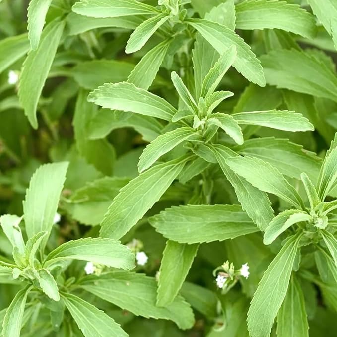 Live Stevia rebaudiana Plants, Sweet Leaf or Sugar Leaf, Natural Sugar Substitute Herb, Easy to Grow (4 stevia Cups)