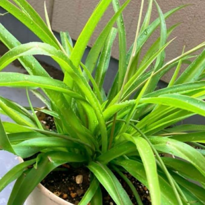 2 Live Spider Plants, Green Spider Plants Live House Plants for Gardening Indoor Outdoor, 4 Inc Pot