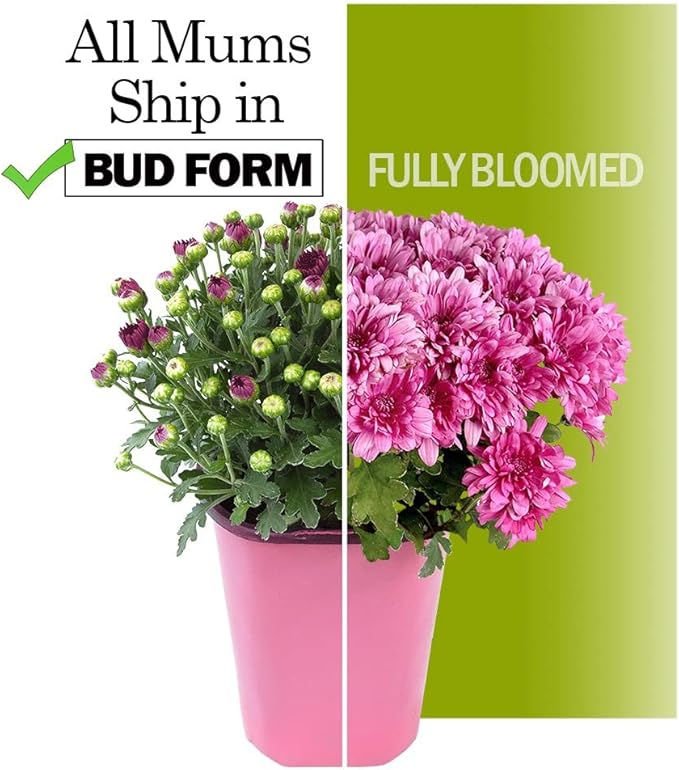 1G Purple Mum Plant, Chrysanthemum Flowers Gardening Fall Decor, Mums Plants Live, Fall Decorations Outdoor, Housewarming Gift Ideas, Real Live Plants Indoor Plants Live Houseplants By Plants for Pets