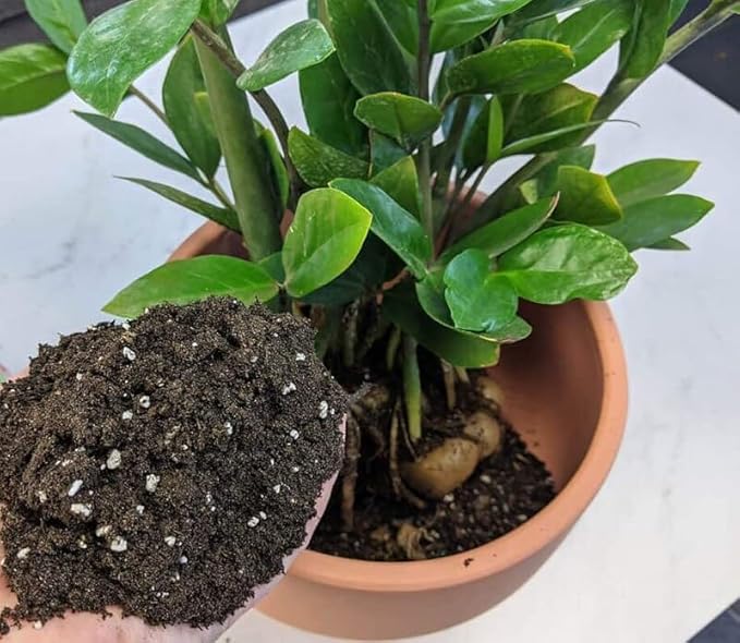 Zamioculcas Plant Potting Soil - Enhance Elegance and Health with Professional Grade Nutrient-Rich Mix - 3 Quart