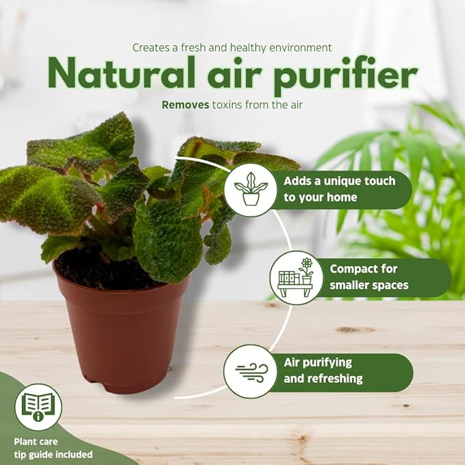 BubbleBlooms Begonia Rex Assortment, in 2 inch pots, Set of 3, Tiny Mini Pixie Plant Begonia Variety Pack