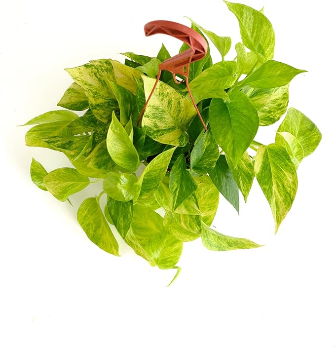 Shop Succulents Pothos Neon Queen, Live Indoor Plant, Low Maintenance Houseplant with Vibrant Neon Green and White Variegated Leaves, Ideal for Home Decor, Office Plant, 6 Inch Nursery Pot