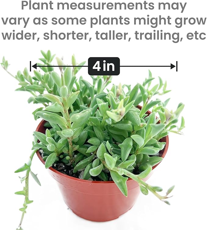 Live Succulents String of Dolphins (4-inch), Succulent Plants Fully Rooted in Pots with Soil, Easy-Care House Plant for DIY, Home Office Decor, Wedding Party Favor