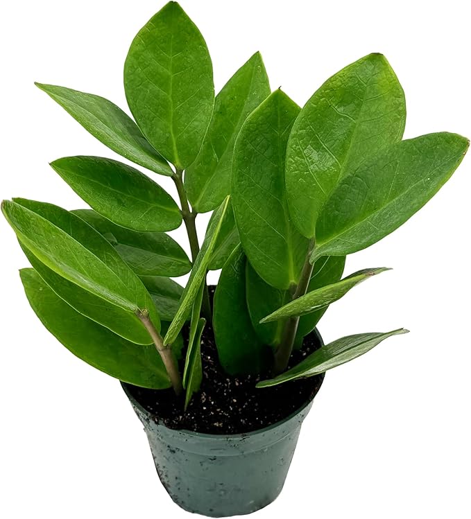 Live ZZ Plant - Zamioculcas zamiifolia - ragnaroc Tropical Plant 6-12” Tall - 1ct - Live Arrival Guaranteed - House Plants for Home Decor & Gift