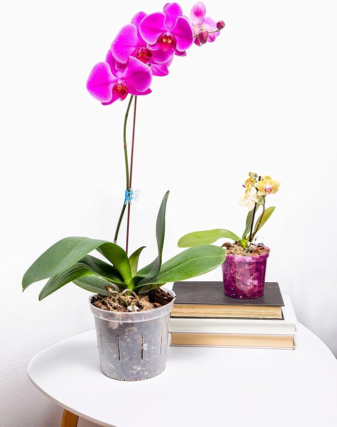 Deluxe Orchid Starter Kit - Orchid Moss - (Includes Phalaenopsis Gold Classic Orchid Potting Mix, Orchid Fertilizer, Plus a 5 inch Orchid Pot, Flower Clip, and Plant Label)