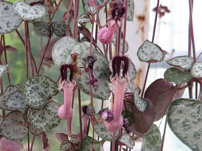 Rosary Vine - Ceropegia woodii - String of Hearts - 2.5" Pot - Collector' Series